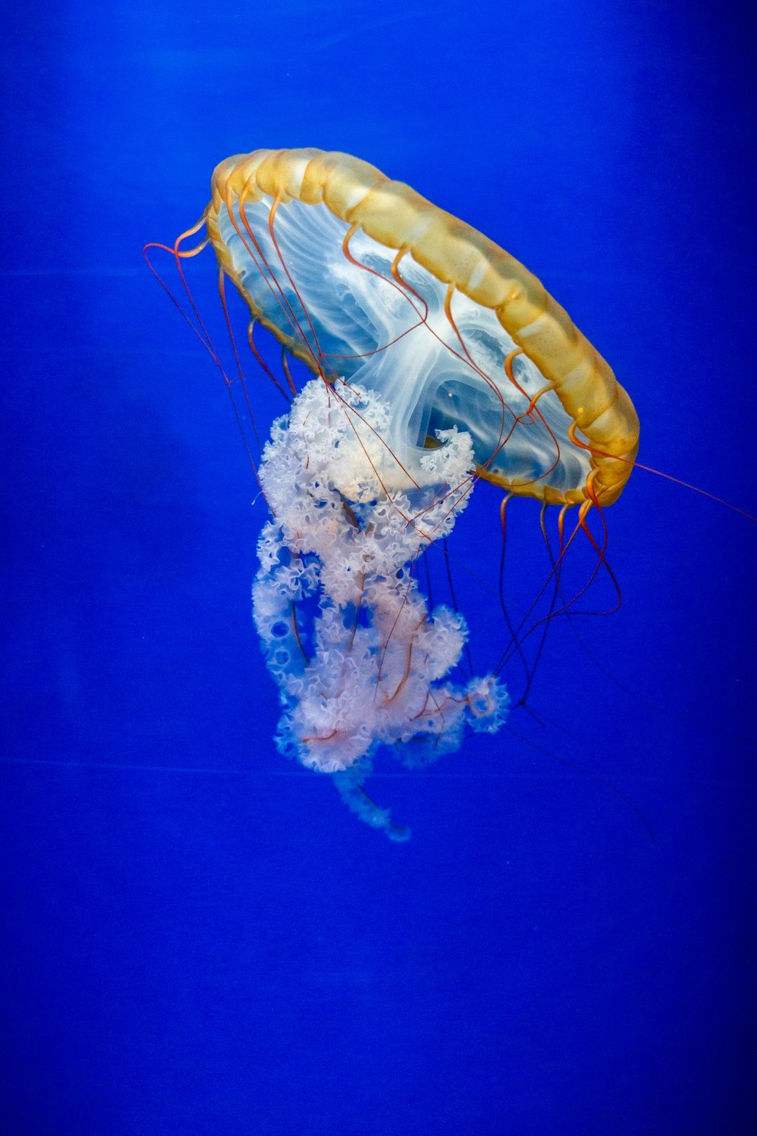 Meduusa